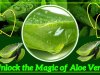 Unlock the Magic of Aloe Vera