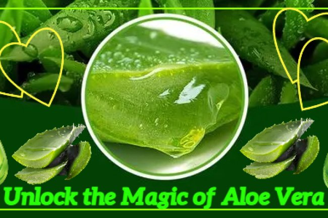 Unlock the Magic of Aloe Vera
