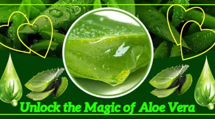Unlock the Magic of Aloe Vera